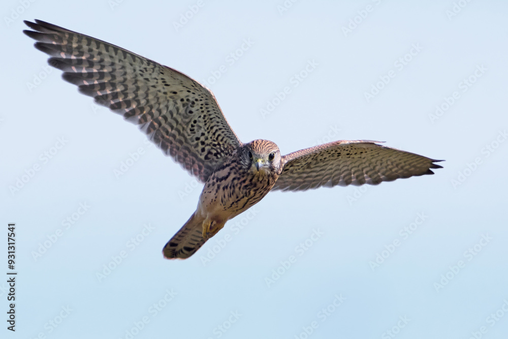 Canvas Prints common kestrel (falco tinnunculus)