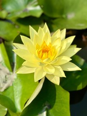Yellow Lotus flower in a pond with Lilly pads. Nelumbo nucifera, also known as sacred lotus, Indian lotus,[1] or simply lotus, is one of two extant species of aquatic plant in the family Nelumbonaceae