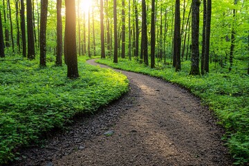 Obraz premium Winding Path through a Sun Dappled Forest.