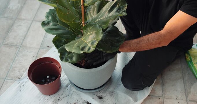 Gardener repotting fiddle leaf fig plant in slow motion