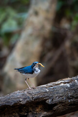 Small birds in Ma Da forest in Vinh Cuu district, Dong Nai province, Vietnam