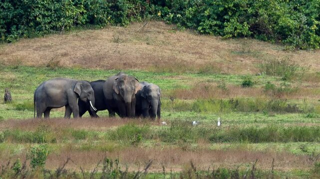 Asia wild elephent at Kui Buri Nation Park, Prachuabkirikhan Province, Thailand.
