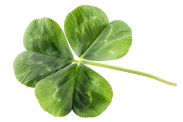 Green clover leaf isolated on transparent. St Patricks Day symbol
