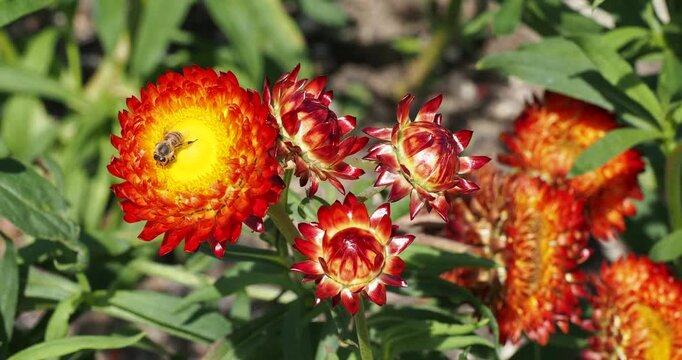 (Xerochrysum bracteatum) Golden everlastings or strawflowers with orange-red-flowered attracting a bee feeding its nectar