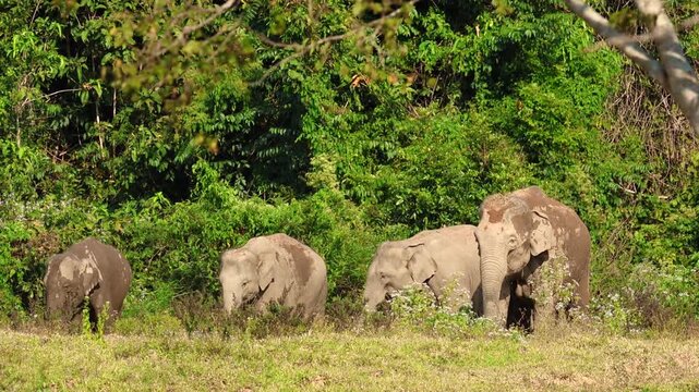 Asia wild elephent at Kui Buri Nation Park, Prachuabkirikhan Province, Thailand.
