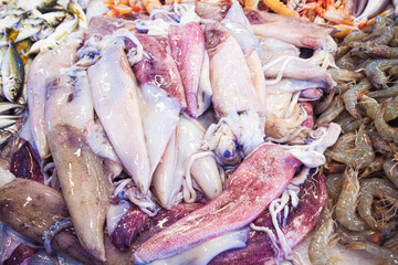 Fresh Squid Pile on Store Counter