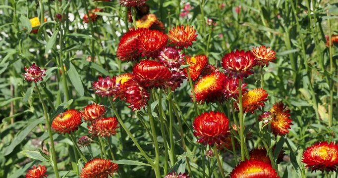 Xerochrysum bracteatum | Cultivar of golden everlasting flowers or strawflowers with orange-red-flowered on green stems bearing lanceolate leaves covered with cobwebby hairs