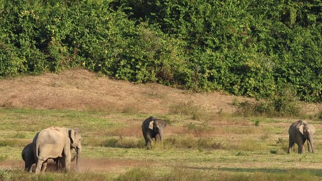 Asia wild elephent at Kui Buri Nation Park, Prachuabkirikhan Province, Thailand.
