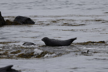 Fototapeta premium Seals at Ytri Tunga, Westfjords, Iceland