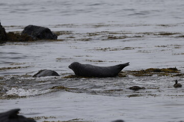 Fototapeta premium Seals at Ytri Tunga, Westfjords, Iceland