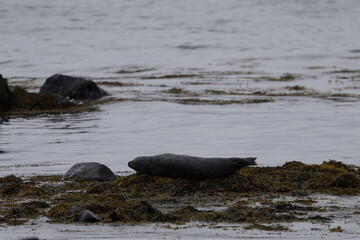Fototapeta premium Seals at Ytri Tunga, Westfjords, Iceland