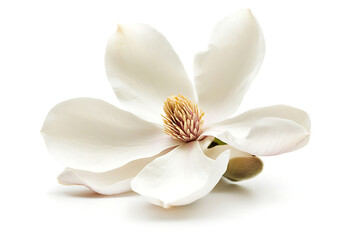 A delicate white magnolia flower with soft petals and a central cluster of stamens.