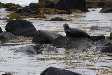 Fototapeta premium Seals at Ytri Tunga, Westfjords, Iceland
