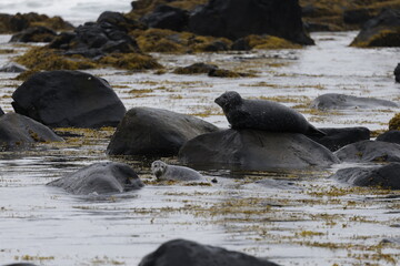 Fototapeta premium Seals at Ytri Tunga, Westfjords, Iceland