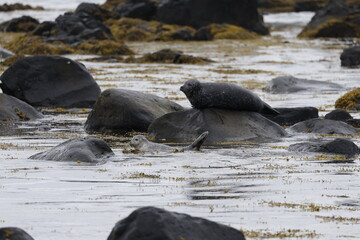 Fototapeta premium Seals at Ytri Tunga, Westfjords, Iceland