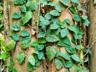 Bamboo covered with green leaves that grow on the vines. Bamboo decorated with climbing leaves. 