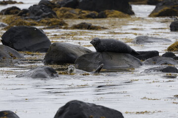 Seals at Ytri Tunga, Westfjords, Iceland