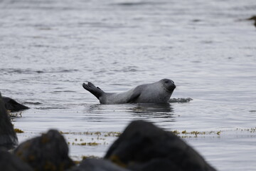 Seals at Ytri Tunga, Westfjords, Iceland