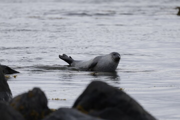 Seals at Ytri Tunga, Westfjords, Iceland