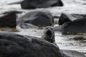 Seals at Ytri Tunga, Westfjords, Iceland