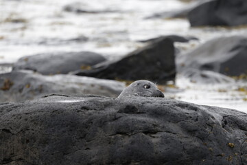 Seals at Ytri Tunga, Westfjords, Iceland