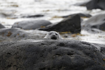 Seals at Ytri Tunga, Westfjords, Iceland