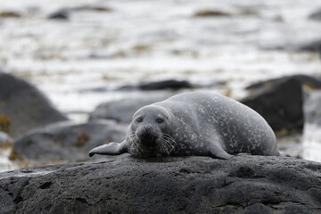 Seals at Ytri Tunga, Westfjords, Iceland