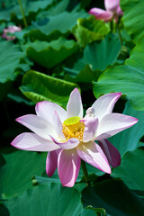 활짝 만개한 분홍색 연꽃.