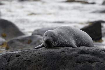 Seals at Ytri Tunga, Westfjords, Iceland
