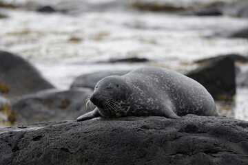 Seals at Ytri Tunga, Westfjords, Iceland