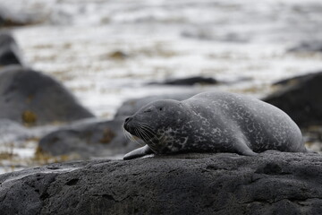 Seals at Ytri Tunga, Westfjords, Iceland