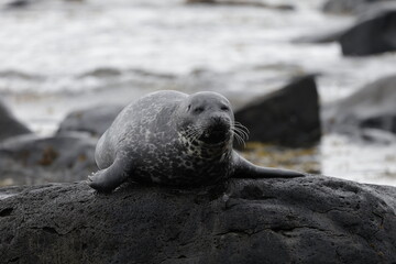 Naklejka premium Seals at Ytri Tunga, Westfjords, Iceland