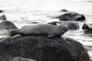 Fototapeta premium Seals at Ytri Tunga, Westfjords, Iceland