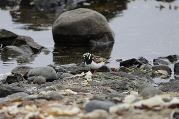 Ruddy turnstone Arenaria, Bird, Iceland