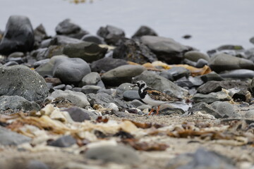 Ruddy turnstone Arenaria, Bird, Iceland