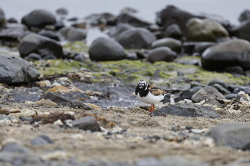 Ruddy turnstone Arenaria, Bird, Iceland