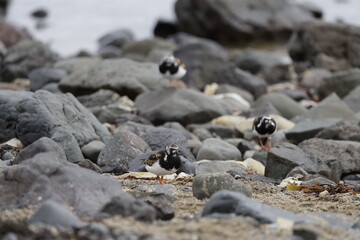 Ruddy turnstone Arenaria, Bird, Iceland