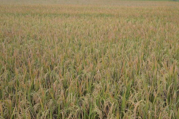 Yellowing rice plants in the rice fields