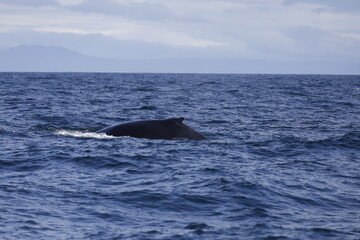 Fototapeta premium humpback