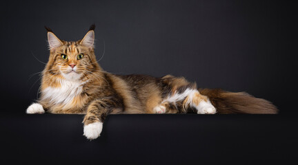 Majestic young adult tortie Maine Coon cat, laying down side ways on an edge. Looking straight to...