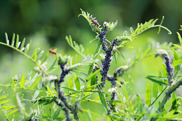Ladybug larva hunting in Colony of Tufted vetch aphids (Aphis craccae) on a vetch, Vicia cracca, pests.