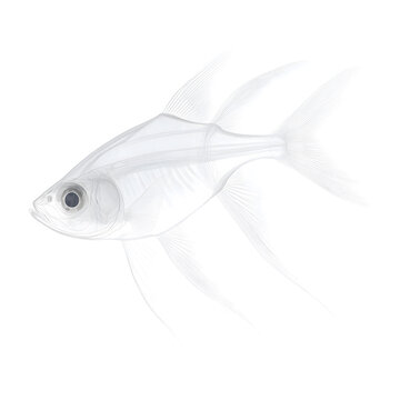 recommend clip art: Realistic Clip Art of an X-Ray Tetra. The Fish is Isolated on a White Background, Showcasing Its Distinctive Transparent Body and Internal Structures in a Detailed and Accurate Representation