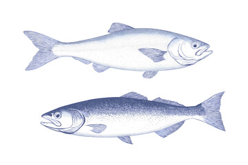 Delicious Seafood Line Drawing with Lively and Alert Posture. Featuring Detailed Engraved Line-Work in Wood Engraving and Linocut Print Style, Set Against a Sky Blue Chinese Landscape Texture Design w