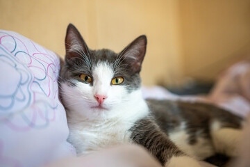 A cat is laying on a bed with a pink and white blanket. The cat is looking at the camera with a curious expression.