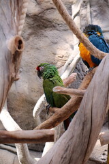 green and macaw ara  © Lytchkovskaia