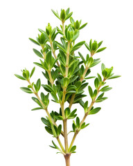 Fototapeta premium Thyme isolated on transparent background png
