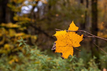 Autumn yellow leaf on a branch. The change of season. Background