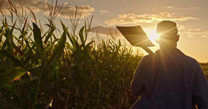 Young farmer with a shovel on his shoulder walks along a cornfield at sunset.