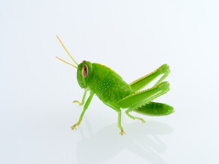 Green Egyptian grasshopper or locust on a white background. Anacridium aegyptium