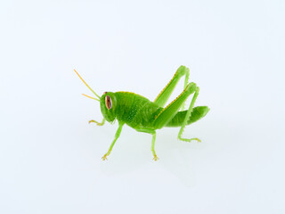 Green Egyptian grasshopper or locust on a white background. Anacridium aegyptium